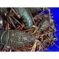 Pearl Seafoods
