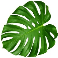 Hawaii Dermatology and Plastic Surgery Centers