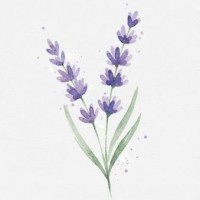 Lavender Health