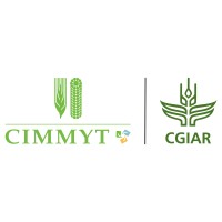 CIMMYT