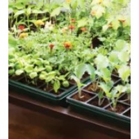 Indoor plant expert