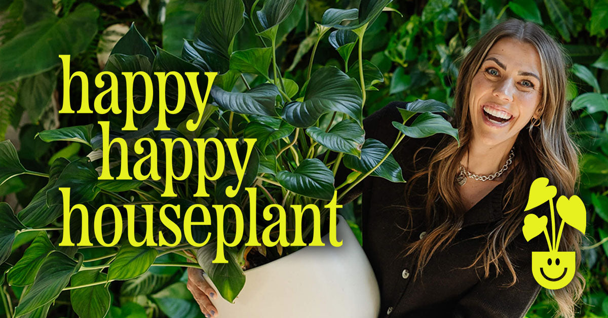 Happy Happy Houseplant