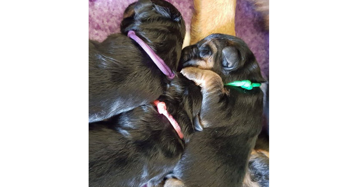 Puppy Collars & Things