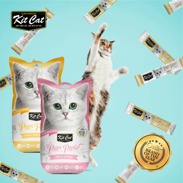 Kit Cat