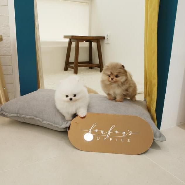 Foufou Puppies