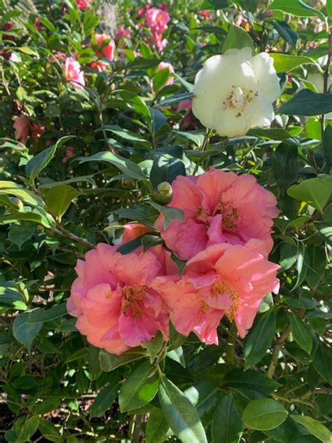 Jones Coastal Landscaping 