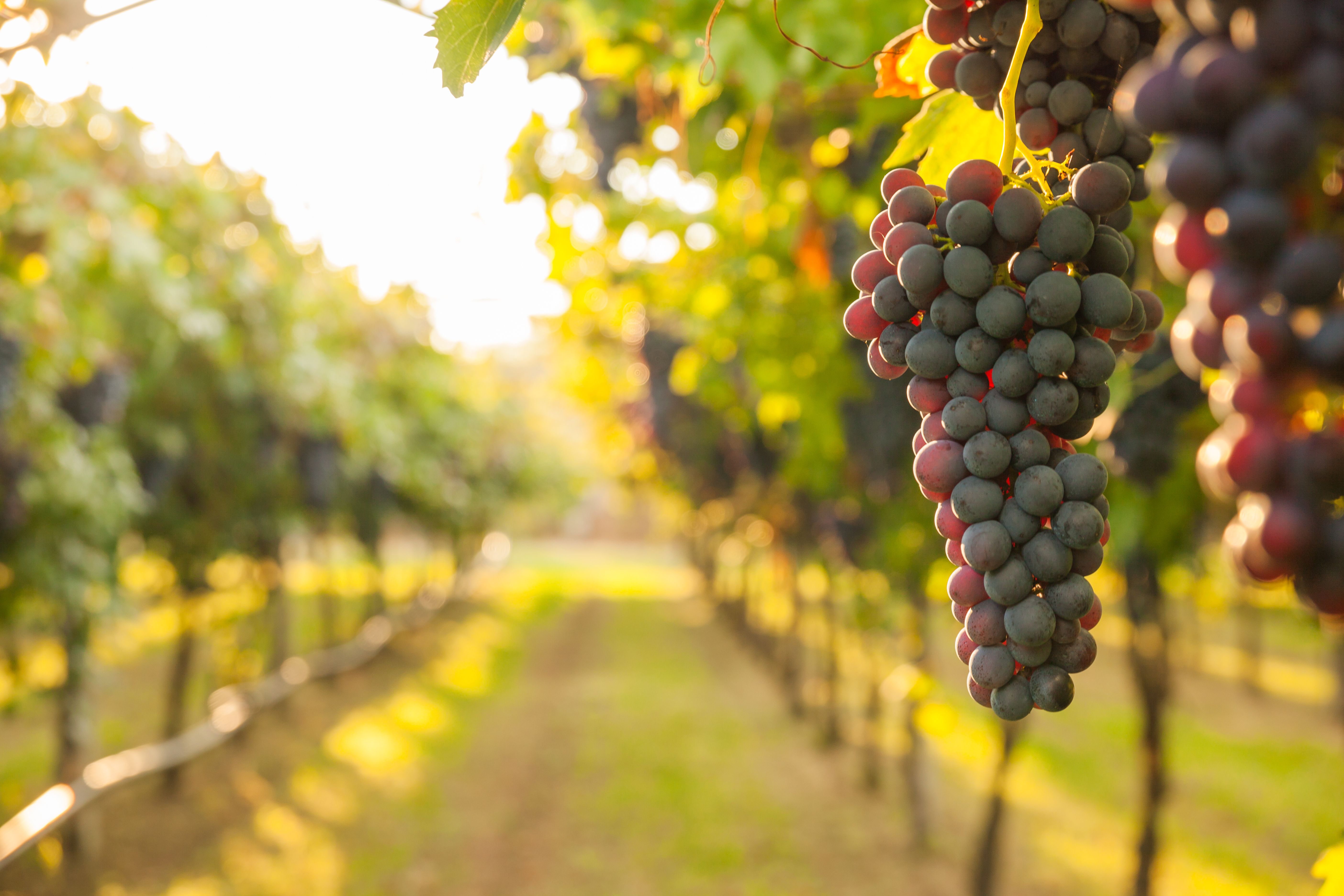 Buckley Vineyards