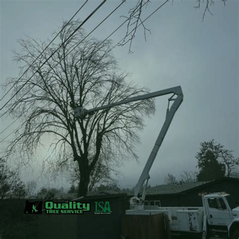 Tree Service Medford | Quality Tree Service | Medford Tree Care