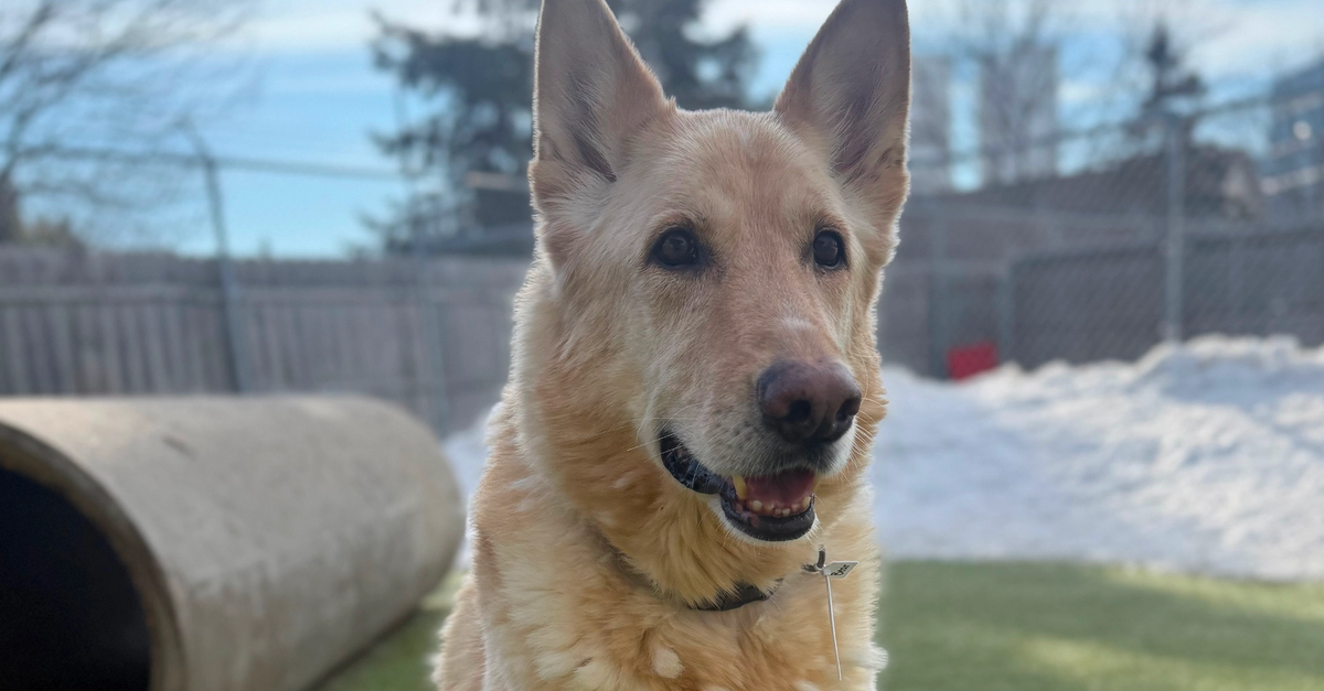 Hound Around Resort