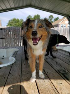 Impawsible Pups