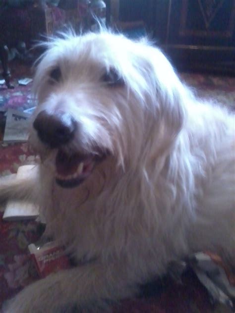 Carson Tahoe Veterinary Hospital