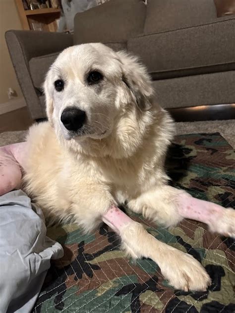 SurgiPet: Surgery Center for Pets