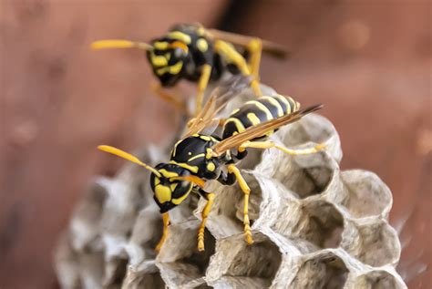 Battle A Bug