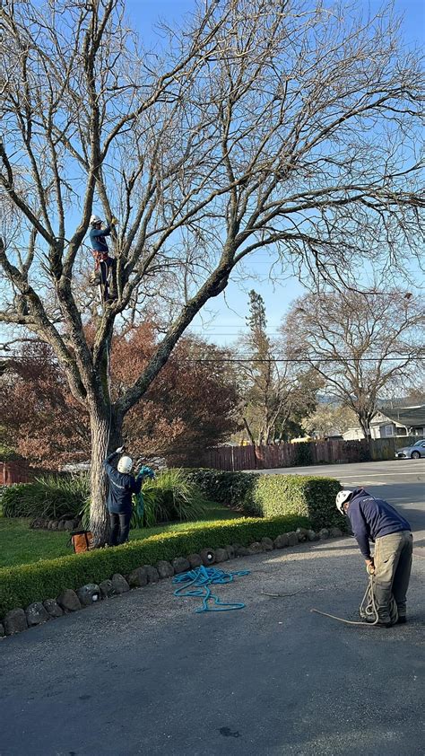 Mayan Climber Tree Service Inc.