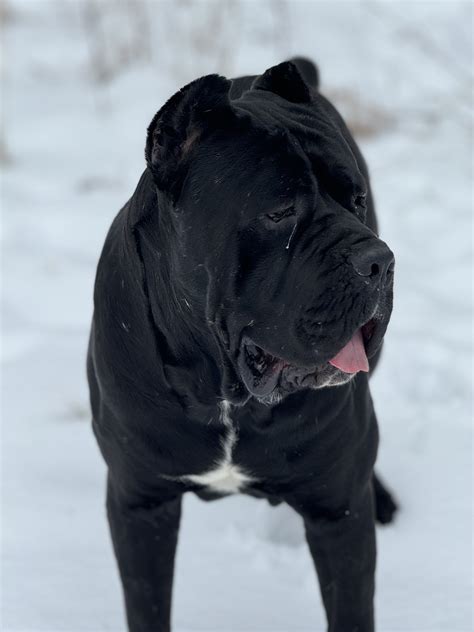 Castlegate Cane Corsos
