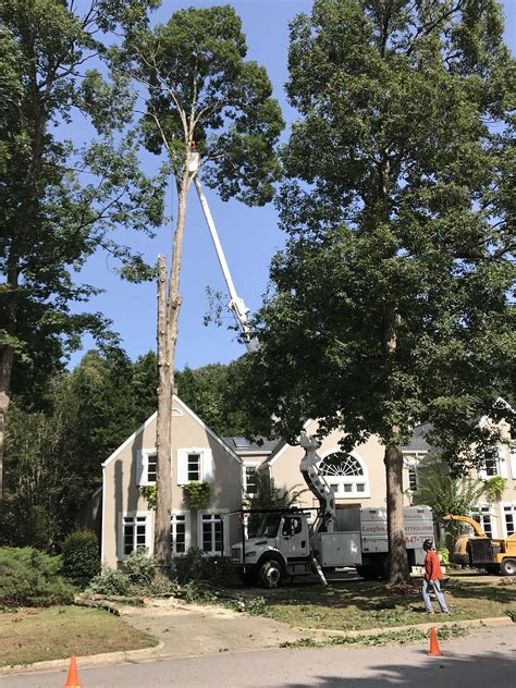 Longhorn Tree Service