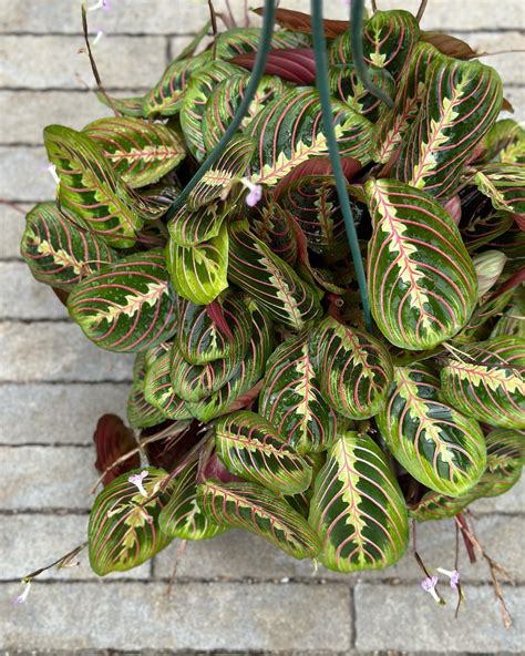 EN LANDSCAPE DESIGN