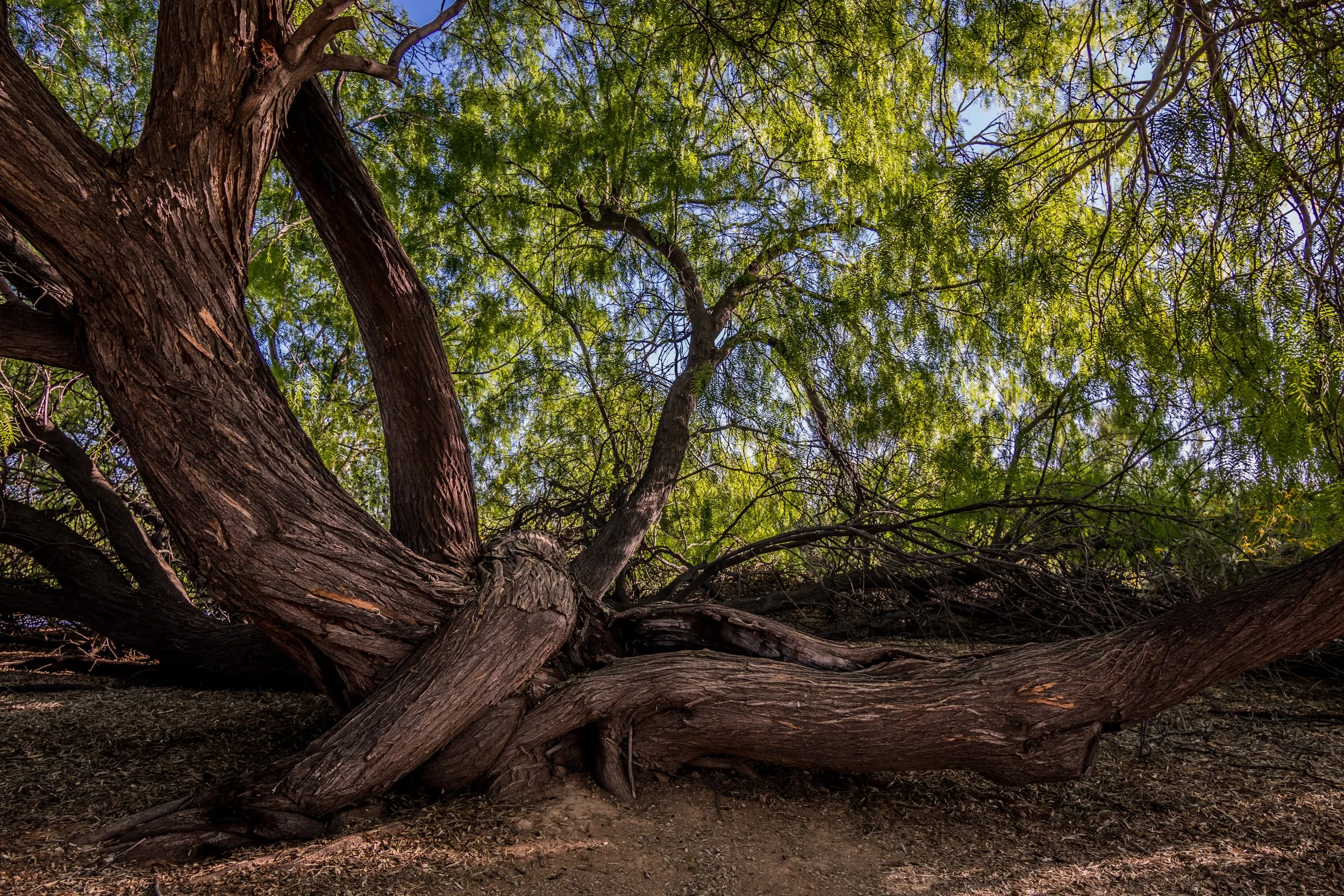 Mesquite Bosque Academy Foundation
